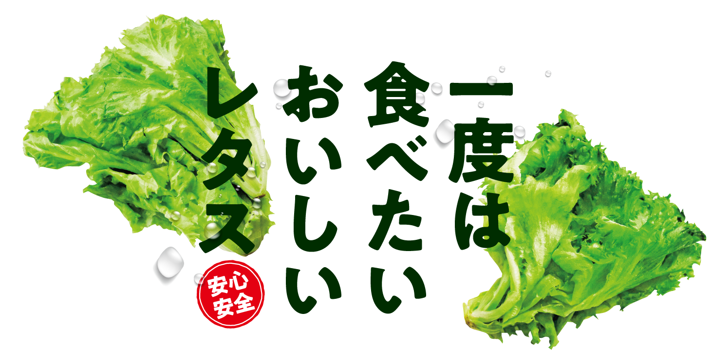 一度は食べたいおいしいレタス 安心安全